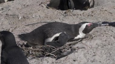 Afrika penguenleri, Güney Afrika 'daki Simons Town yakınlarındaki Boulders Sahili' ndeki yuvaya yumurtalarını bırakıyor.