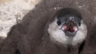 Güney Afrika 'daki Simons Town yakınlarındaki Boulders Sahili' nde yiyecek isteyen Afrikalı penguen yavrusuna yaklaş.