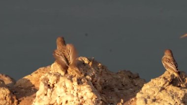 Sosyal Weaver, ya da Philetairus socius, Güney Afrika 'daki Kgalagadi Transfrontier Park' taki bir su birikintisinde su içiyor.