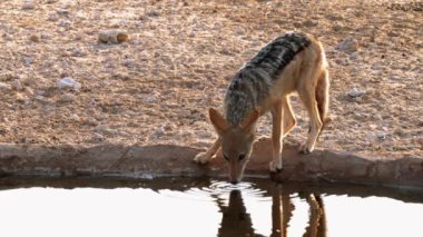 Yan çizgili çakal, lupulella adusta, Güney Afrika 'daki Kgalagadi Transfrontier Park' ta bir havuzda su içiyor.
