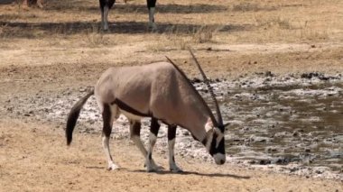 Güney Afrika antilobu ya da antilop ceylanı, ya da Afrika antilobu, Gemsbok, Güney Afrika 'daki Kgalagadi Transfrontier Parkı' nda bir su birikintisinin yanında kaka yapıyor.