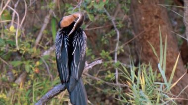 Afrika dartı, ya da Anhinga rufa, ya da Güney Afrika Kruger Ulusal Parkı 'ndaki Snakebird, 