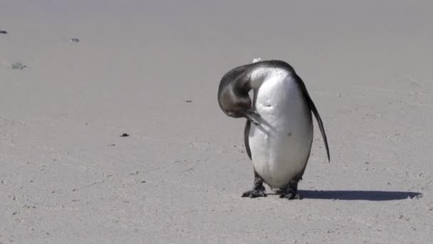 Pingüino Africano Spheniscus Demersus Pingüino Del Cabo Colonia Boulders Beach — Vídeo de stock