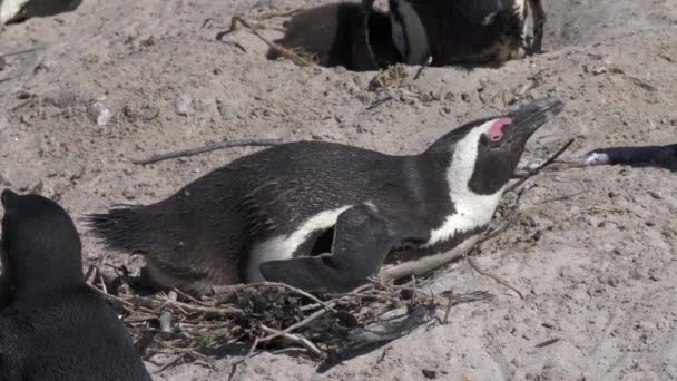 Pingüino Africano Eclosiona Los Huevos Nido Colonia Boulders Beach Cerca — Vídeo de stock