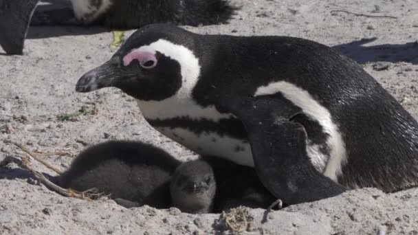 Африканский Пингвин Защищает Птенцов Гнезде Колонии Боулдерс Бич Возле Саймонс — стоковое видео