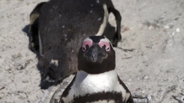 Pinguino Africano Spheniscus Demersus Pinguino Del Capo Nella Colonia Boulders — Video Stock