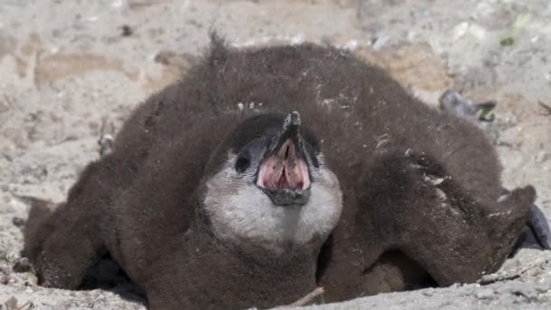 Közelkép Afrikai Pingvin Fióka Fészekben Kér Élelmiszer Kolónia Boulders Beach — Stock videók