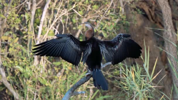 Darter Africano Anhinga Rufa Snakebird Kruger National Park Sudáfrica — Vídeos de Stock
