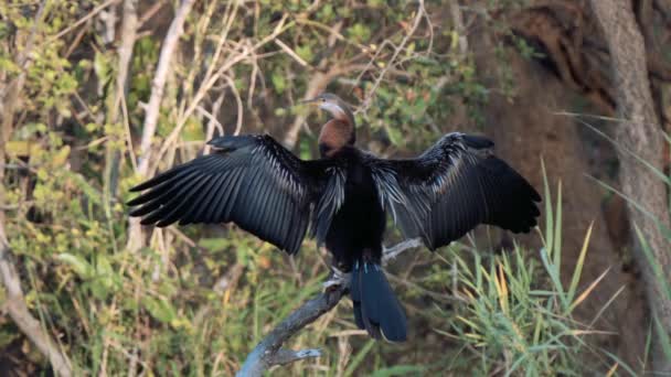 Darter Africano Anhinga Rufa Snakebird Parque Nacional Kruger África Sul — Vídeo de Stock
