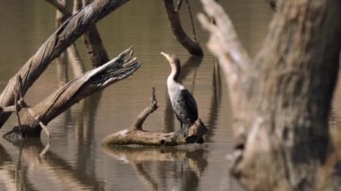Afrika ördeği Kruger Ulusal Parkı, Güney Afrika 