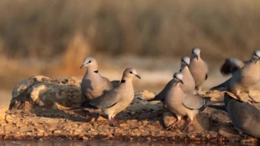 Cape Turtle Dove, ya da streptopelia capicola, Güney Afrika 'daki Kgalagadi Transfrontier Park' taki bir su birikintisinde içme suyu.