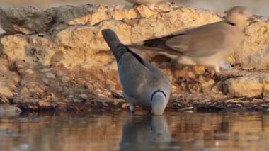 Cape Turtle Dove, ya da streptopelia capicola, Güney Afrika 'daki Kgalagadi Transfrontier Park' taki bir su birikintisinde içme suyu.