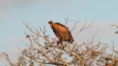Güney Afrika 'daki Kgalagadi Transfrontier Park' taki Cape Vulture ya da Cape Griffon veya Gyps ortaklaşa...