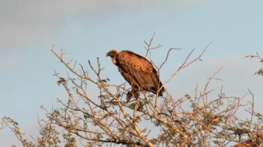 Güney Afrika 'daki Kgalagadi Transfrontier Park' taki Cape Vulture ya da Cape Griffon veya Gyps ortaklaşa...