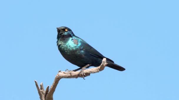 Cape Glossy Starling Lamprotornis Nitens Nel Kruger National Park Sud — Video Stock