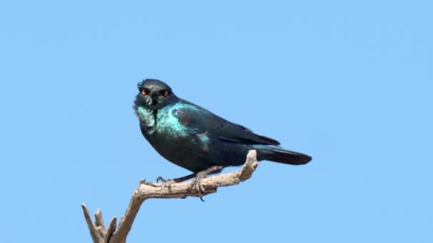 Cape Glossy Starling Lamprotornis Nitens Kruger National Park South Africa — Stock Video
