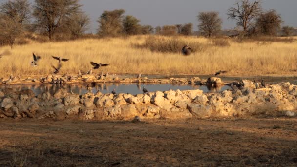 Cape Turtle Dove Streptopelia Capicola Drinking Water Waterhole Kgalagadi Transfrontier — Stock Video