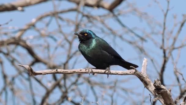 Cape Glossy Starling Lamprotornis Nitens Kruger National Park South Africa — Stock Video