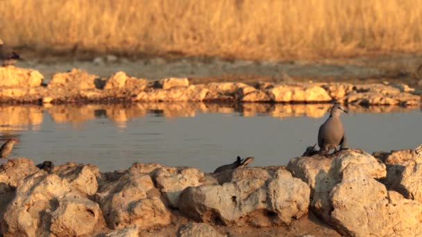ケープタートル鳩 またはストレプトフェリアカピコラ 南アフリカのKgalagadiトランスフロンティアパークの水飲み場で水を飲む — ストック動画