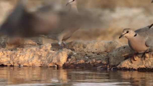 Cape Turtle Dove Streptopelia Capicola Drinkwater Een Waterput Kgalagadi Transfrontier — Stockvideo