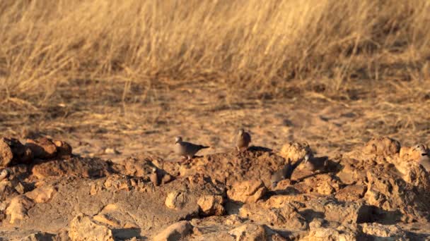 Paloma Tortuga Del Cabo Estreptopelia Capicola Agua Potable Pozo Agua — Vídeos de Stock