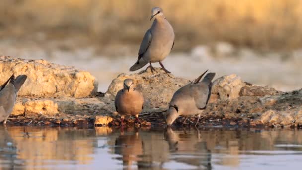 Cape Turtle Dove Streptopelia Capicola Acqua Potabile Una Pozza Acqua — Video Stock