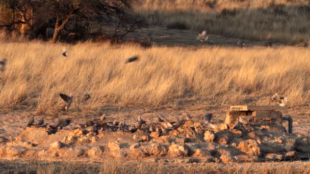 Cape Turtle Dove Streptopelia Capicola Drinking Water Waterhole Kgalagadi Transfrontier — Stock Video