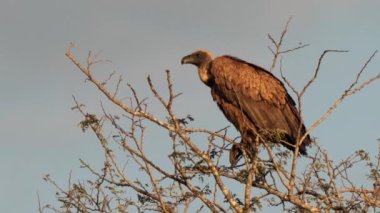 Güney Afrika 'daki Kgalagadi Transfrontier Park' taki Cape Vulture ya da Cape Griffon veya Gyps ortaklaşa...