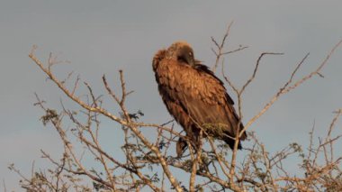 Güney Afrika 'daki Kgalagadi Transfrontier Park' taki Cape Vulture ya da Cape Griffon veya Gyps ortaklaşa...