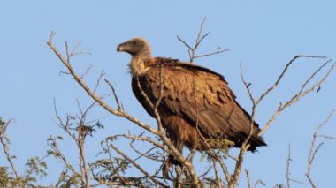 Güney Afrika 'daki Kgalagadi Transfrontier Park' taki Cape Vulture ya da Cape Griffon veya Gyps ortaklaşa...
