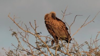 Güney Afrika 'daki Kgalagadi Transfrontier Park' taki Cape Vulture ya da Cape Griffon veya Gyps ortaklaşa...