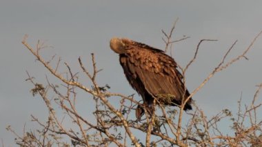 Güney Afrika 'daki Kgalagadi Transfrontier Park' taki Cape Vulture ya da Cape Griffon veya Gyps ortaklaşa...