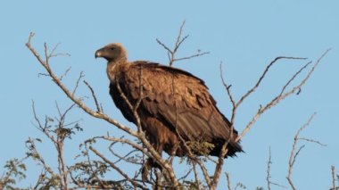 Güney Afrika 'daki Kgalagadi Transfrontier Park' taki Cape Vulture ya da Cape Griffon veya Gyps ortaklaşa...
