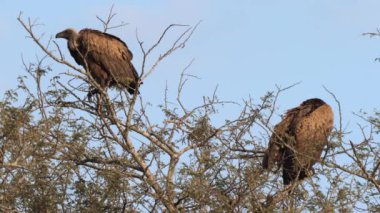 Güney Afrika 'daki Kgalagadi Transfrontier Park' taki Cape Vulture ya da Cape Griffon veya Gyps ortaklaşa...