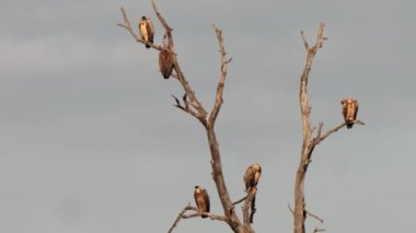 Güney Afrika 'daki Kgalagadi Transfrontier Park' taki Cape Vulture ya da Cape Griffon veya Gyps ortaklaşa...