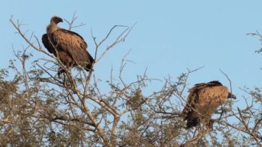 Güney Afrika 'daki Kgalagadi Transfrontier Park' taki Cape Vulture ya da Cape Griffon veya Gyps ortaklaşa...