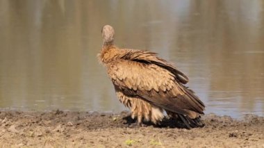 Güney Afrika 'daki Kgalagadi Transfrontier Park' taki Cape Vulture ya da Cape Griffon veya Gyps ortaklaşa...