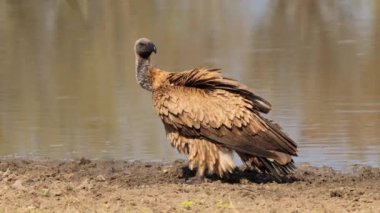 Güney Afrika 'daki Kgalagadi Transfrontier Park' taki Cape Vulture ya da Cape Griffon veya Gyps ortaklaşa...