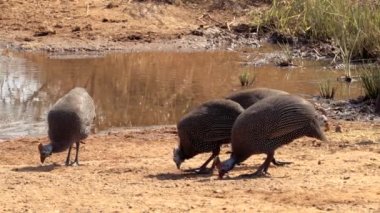 Güney Afrika 'daki Kruger Ulusal Parkı' nda bulunan miğferli guinafowl veya Numida meleagris.