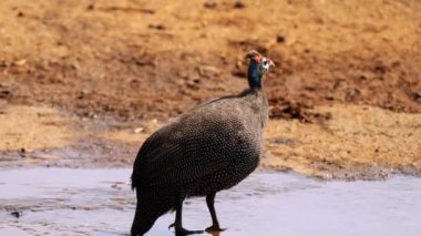 Güney Afrika 'daki Kruger Ulusal Parkı' nda bulunan miğferli guinafowl veya Numida meleagris.
