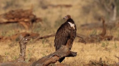 Güney Afrika 'daki Kgalagadi Transfrontier Parkı' nda Başlıklı Akbaba veya Necrosyrtes monachus