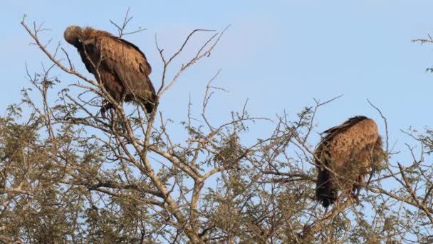 南非Kgalagadi跨国界公园的秃鹫角 Cape Vulture 或狮鹫角 Cape Griffon Gyps Coprotheres — 图库视频影像