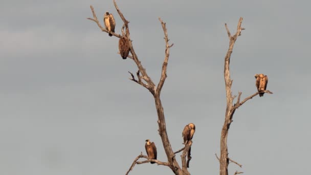 Cape Vulture Або Cape Griffon Або Gyps Coprotheres Кгалагаді Transfrontier — стокове відео