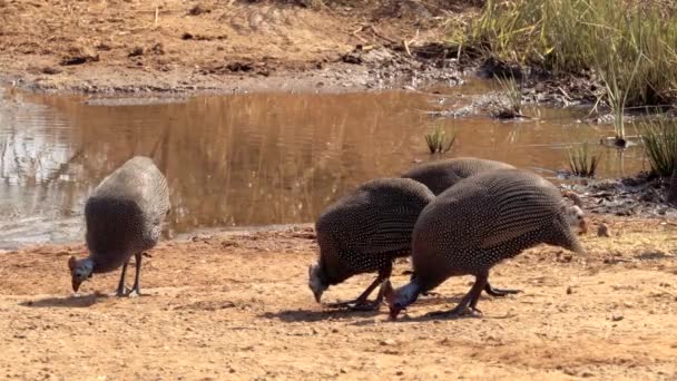 Güney Afrika Daki Kruger Ulusal Parkı Nda Bulunan Miğferli Guinafowl — Stok video