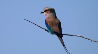 Leylak göğüslü silindir, Coracias caudatus, Kgalagadi Transfrontier Park, Güney Afrika