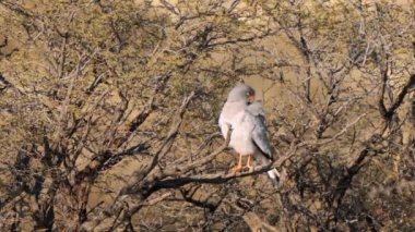 Güney Afrika 'daki Kgalagadi Transfrontier Park' ta kertenkele şahini ya da Kaupifalco monogrammicus.