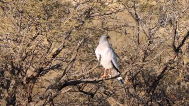 Güney Afrika 'daki Kgalagadi Transfrontier Park' ta kertenkele şahini ya da Kaupifalco monogrammicus.