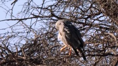 Güney Afrika 'daki Kgalagadi Transfrontier Park' ta kertenkele şahini ya da Kaupifalco monogrammicus.