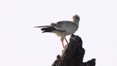 Güney Afrika 'daki Kgalagadi Transfrontier Park' ta kertenkele şahini ya da Kaupifalco monogrammicus.