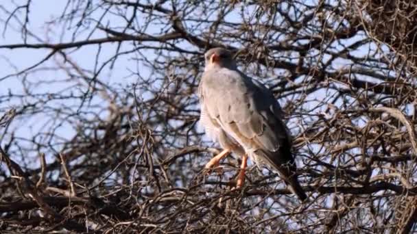 Güney Afrika Daki Kgalagadi Transfrontier Park Kertenkele Şahini Kaupifalco Monogrammicus — Stok video